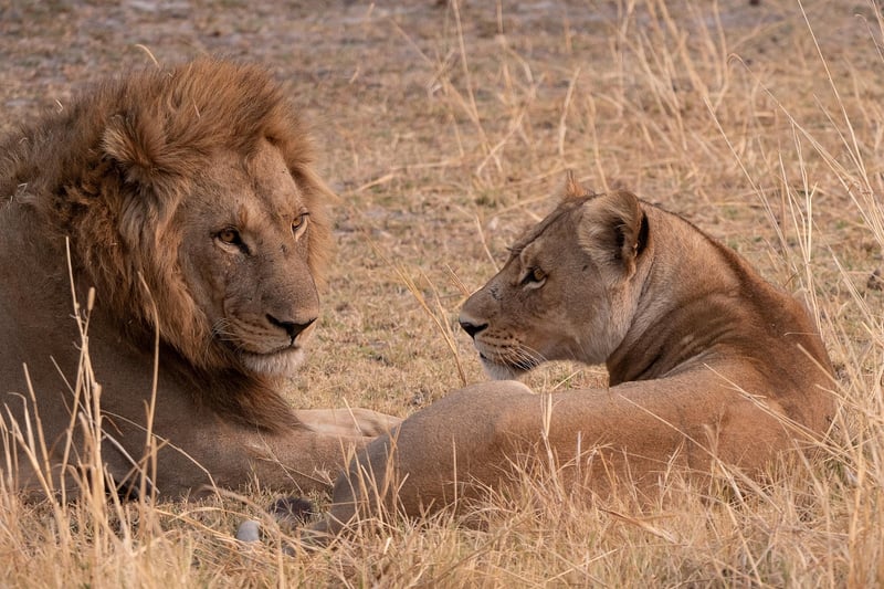 African Savannas