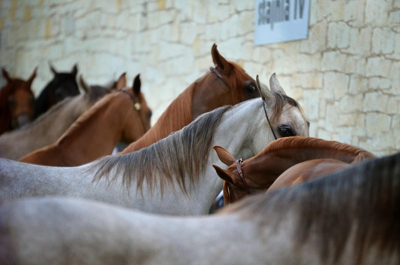 Arabian Sands