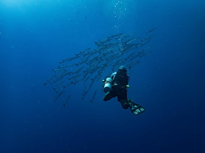 Diving into the Deep Blue